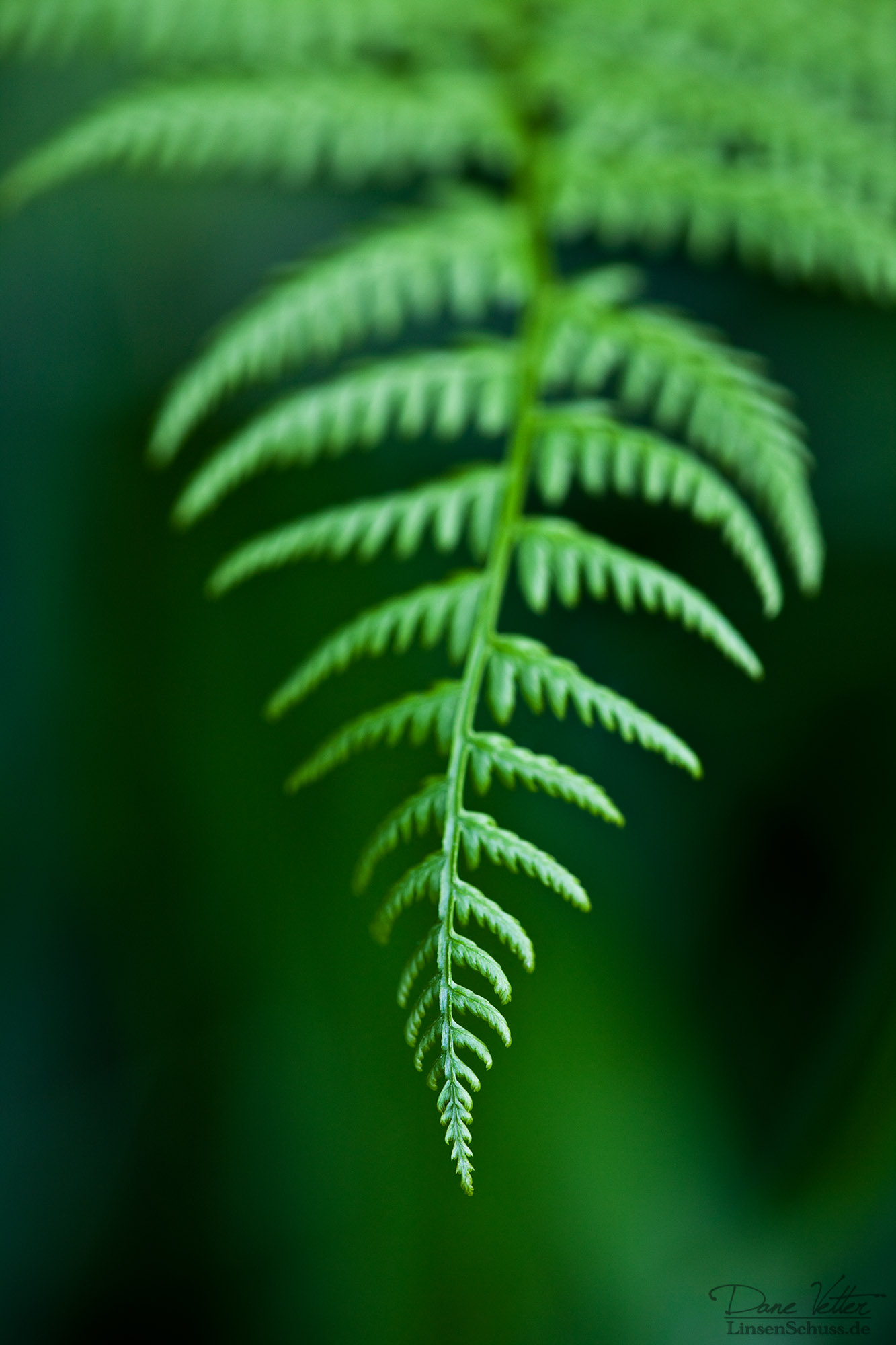 Der Weg des Farns